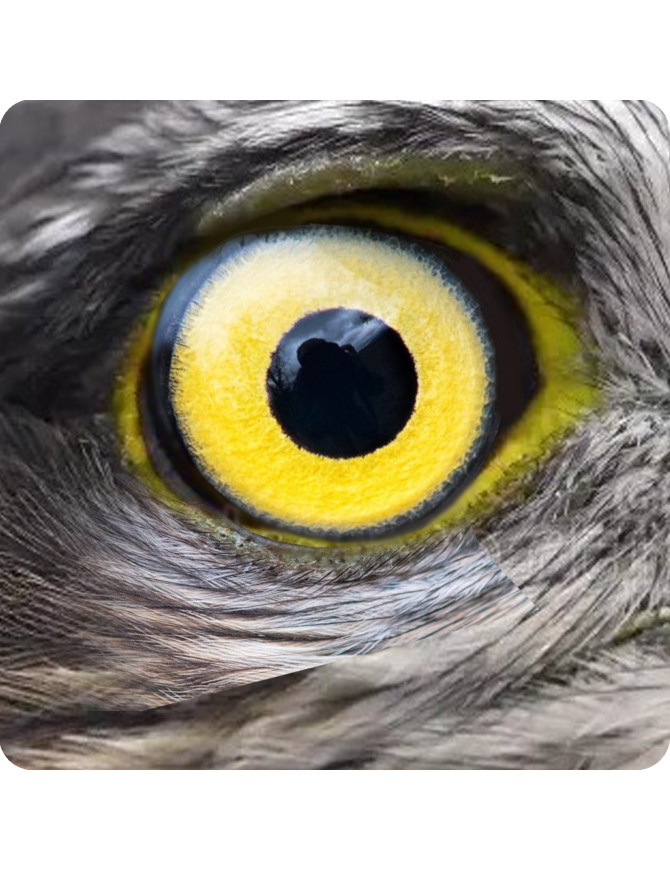 Oeil de faucon (5x5cm) - Sticker/autocollant